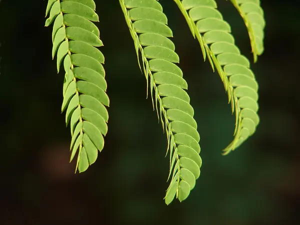 stock image Mimosa leaf