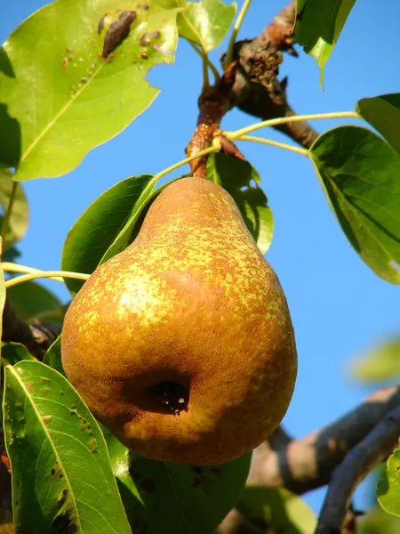Pear on tree — Stock Photo, Image