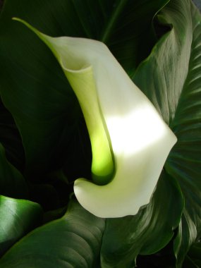 Calla