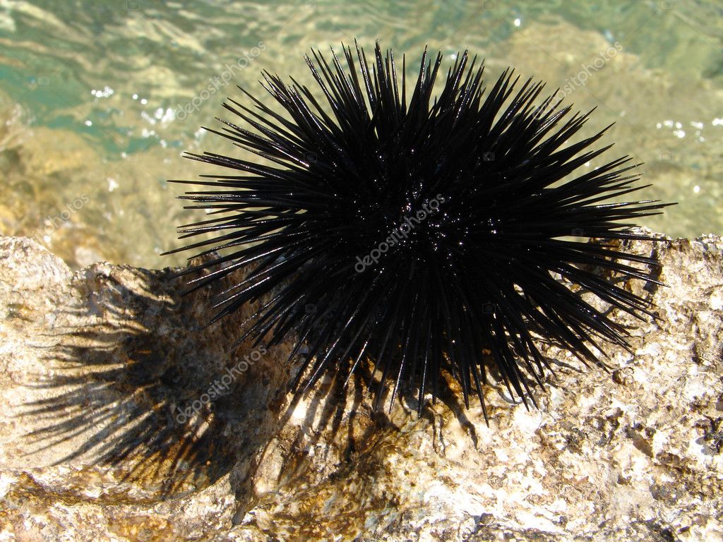 Mořský ježek — Stock Fotografie © tomisl.z #3899926