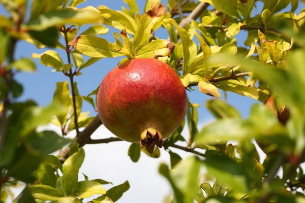 stock image Grenadine