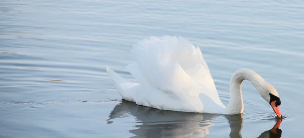 White swan Royalty Free Stock Images