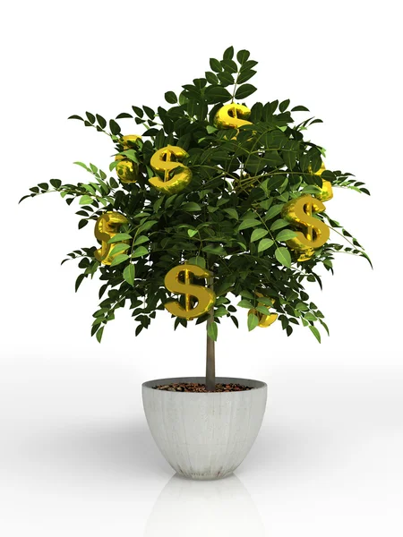 Money tree in flowerpot isolated — Stock Photo, Image