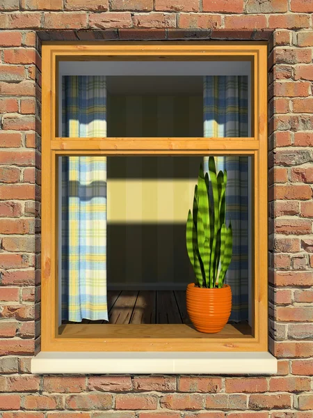 Rostlina na okně — Stock fotografie