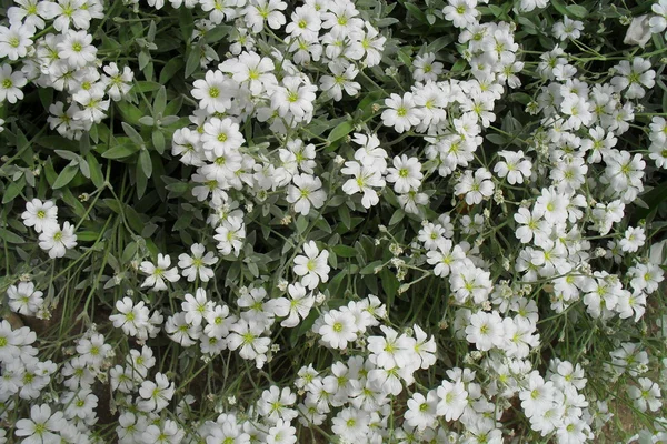 stock image Flowers