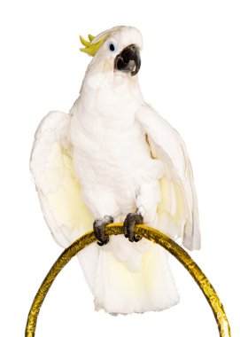 Beyaz papağan