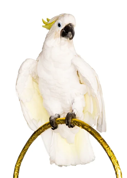 흰색 앵무새 — 스톡 사진