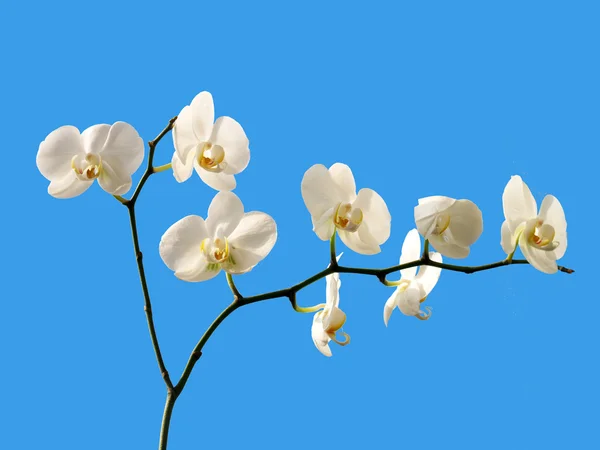 Vit orkidé Royaltyfria Stockfoton