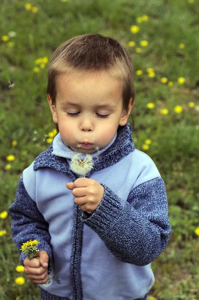 A boy blows into a dandelion — Stock Photo, Image