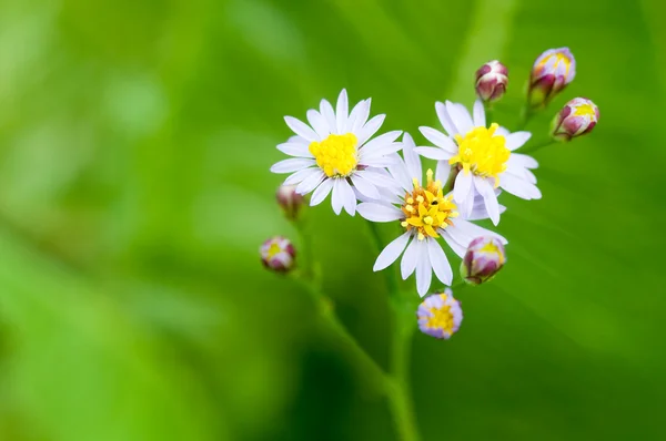 Flores sobre un fondo verde — Foto de Stock