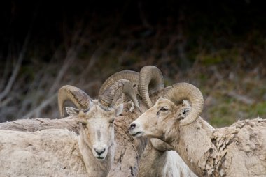 Bighorn rams arkadaşlarının yanına