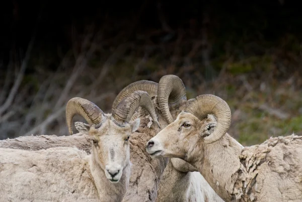 Bighorn Rams Huddle — Stock Photo, Image