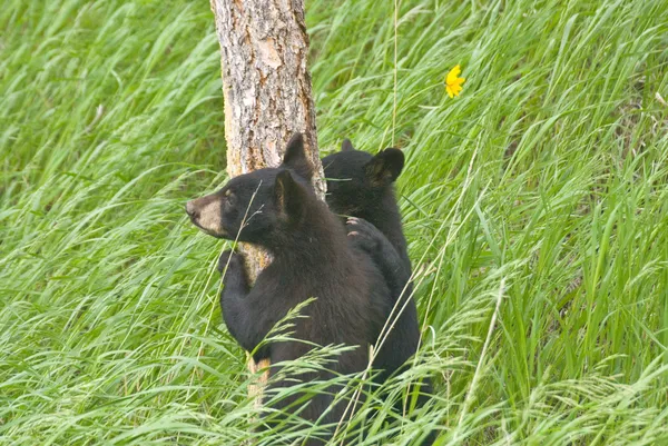 Bear Cubs and Wavy Grass — Stock Photo, Image