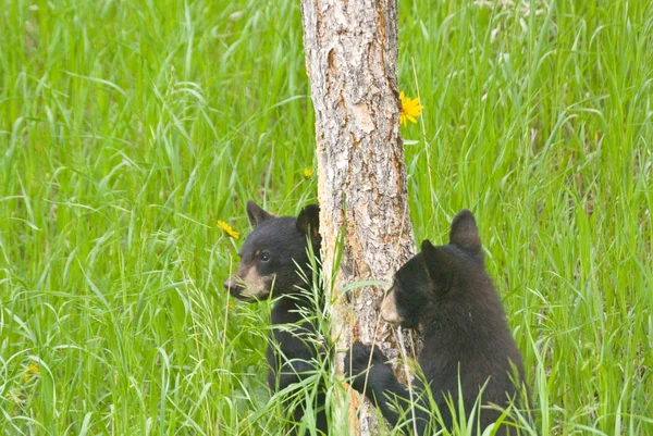 Black Bear Cubs — Stock Photo, Image