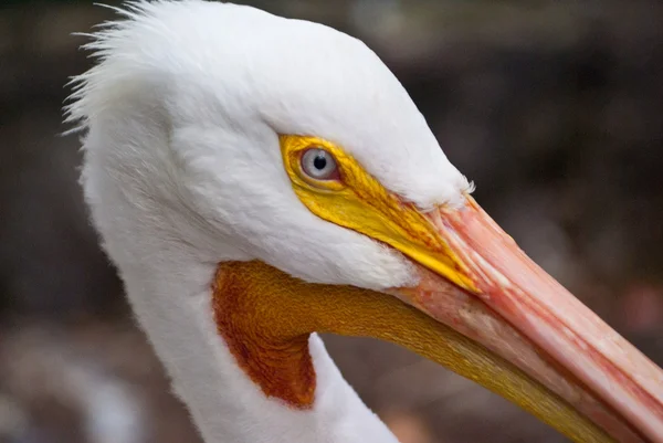 Olho pelicano — Fotografia de Stock
