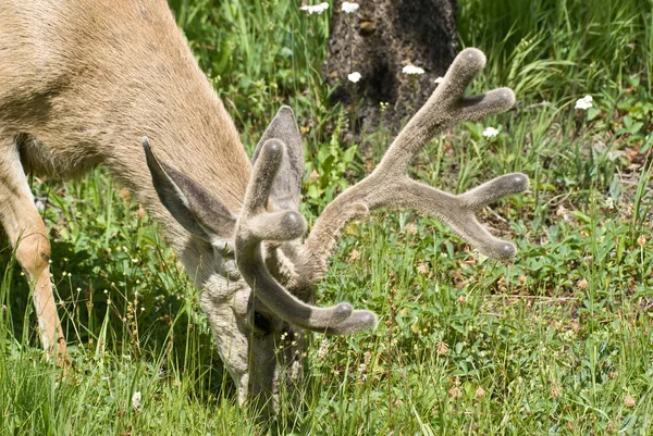 Grazing Deer with Velvet Antlers — Stock Photo, Image