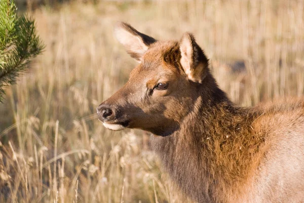 Elk Calf Portrait — Stock Photo, Image