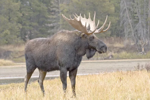 Moose Beside Snake River — Stock Photo, Image