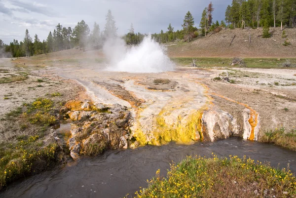 Geyser Erupts in un flusso termico — Foto Stock