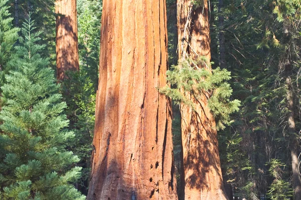 Majestätischer Redwood — Stockfoto