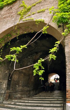 Kemer üzerinde yabani üzüm