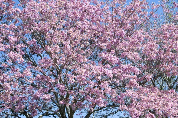 stock image Pink Blossoms