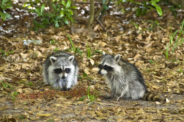 stock image Pair of Raccoons