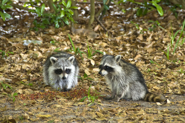 Pair of Raccoons