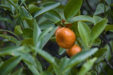 mandalina ağacı