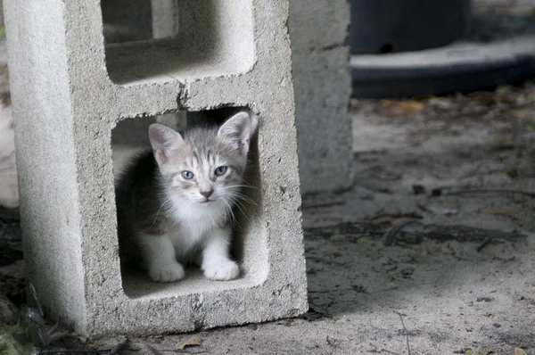 stock image Kitten