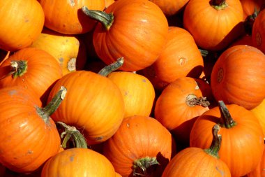 Up Close - Mini Pumpkins clipart