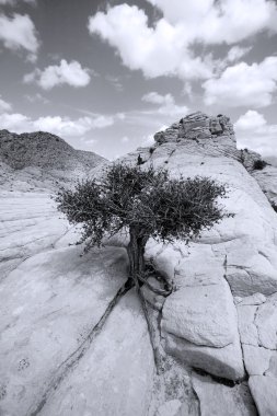 Close up on the Rocks with a Small Tree clipart