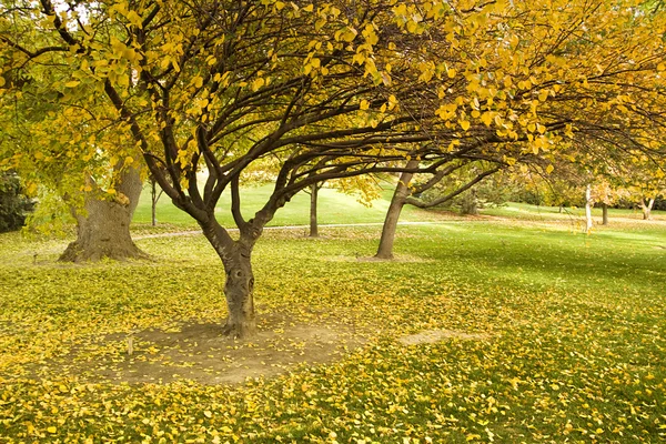 Stromy na podzim — Stock fotografie