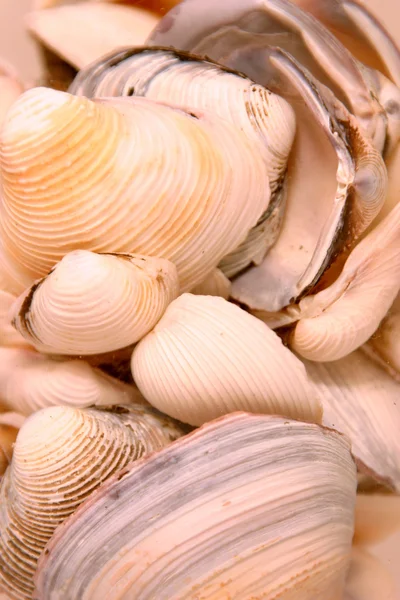 Stock image Seashells in the Glass