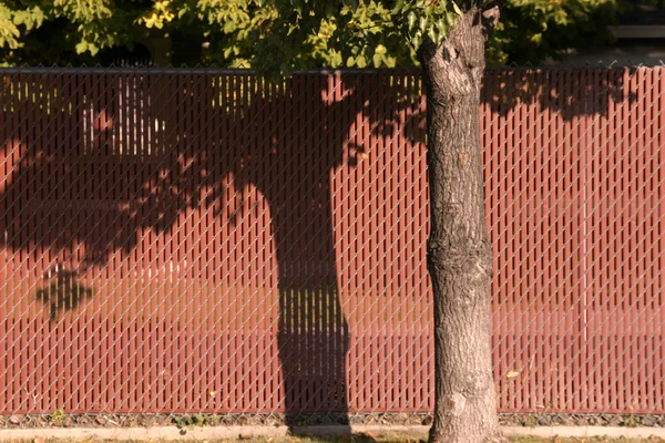 Cerca roja detrás de un árbol —  Fotos de Stock