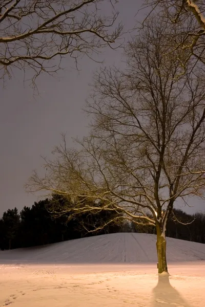 Poste de luz detrás del árbol, escena de invierno —  Fotos de Stock