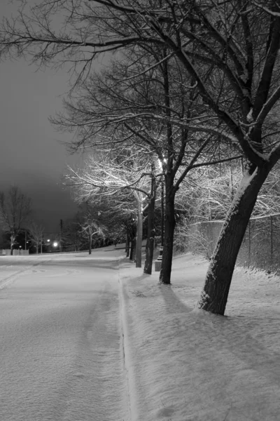 Alberi di neve in fila nel parco — Foto Stock