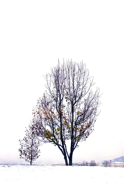Drzewa pod chmurami — Zdjęcie stockowe