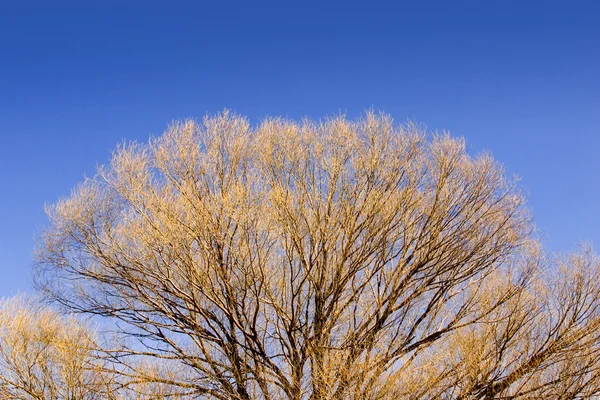 Na wiosnę z bliska na drzewie — Zdjęcie stockowe