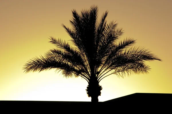 Пальмова дерево силует під час заходу сонця — стокове фото
