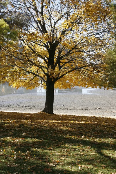 Jesienią z bliska na drzewie — Zdjęcie stockowe
