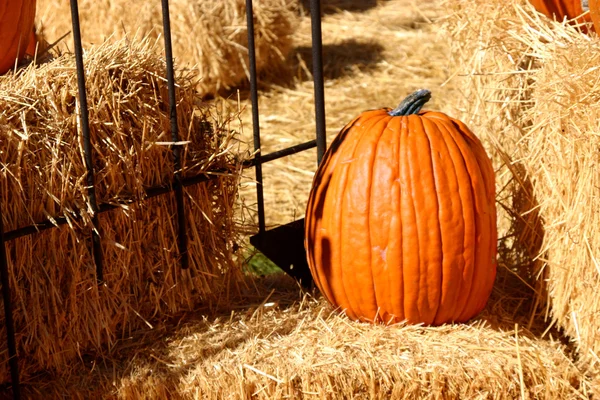 stock image Up Close - Pumpkin