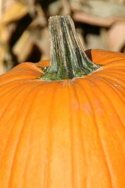 stock image Up Close - Pumpkin