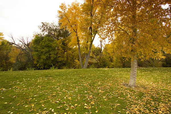 Trees in the Fall — Stock Photo, Image