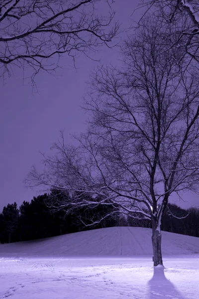 Poste de luz atrás da árvore, cena de inverno — Fotografia de Stock