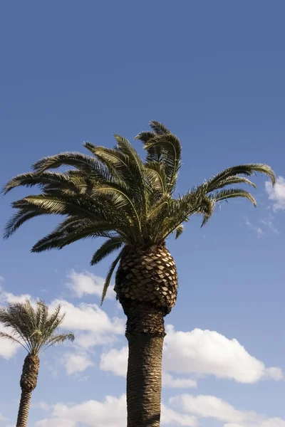 Пальмові дерева з блакитне небо — стокове фото