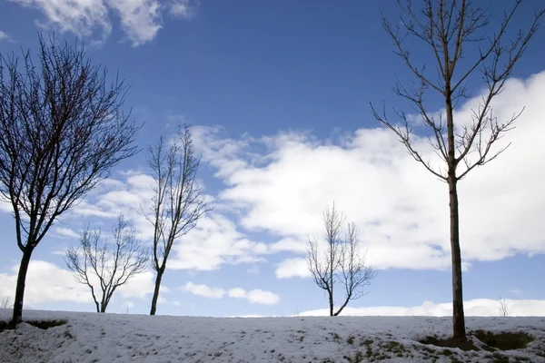 Cena de inverno com árvores — Fotografia de Stock