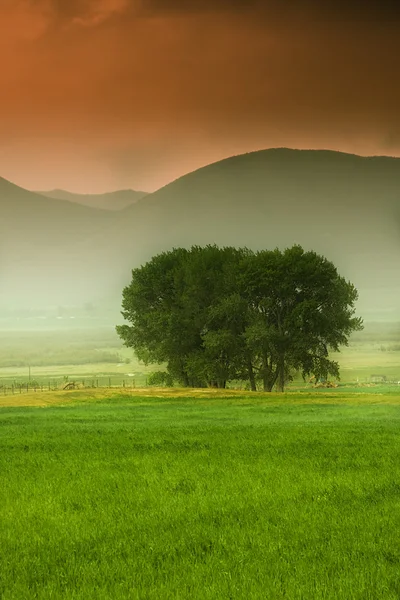 Baum hinter einem Bauernhof — Stockfoto