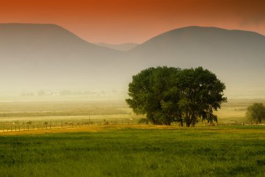 Tree behind a farm