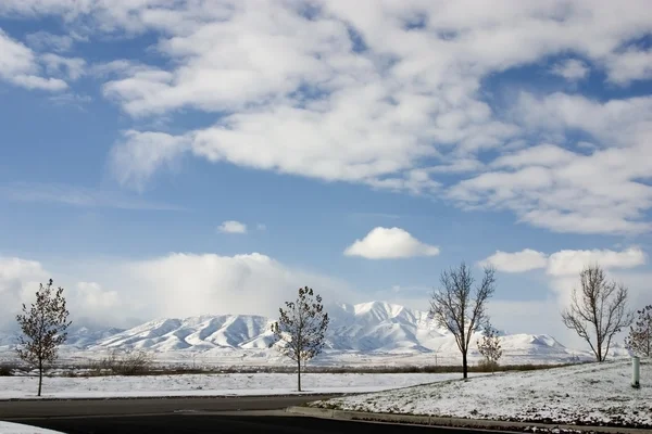 木、雪と山々 — ストック写真